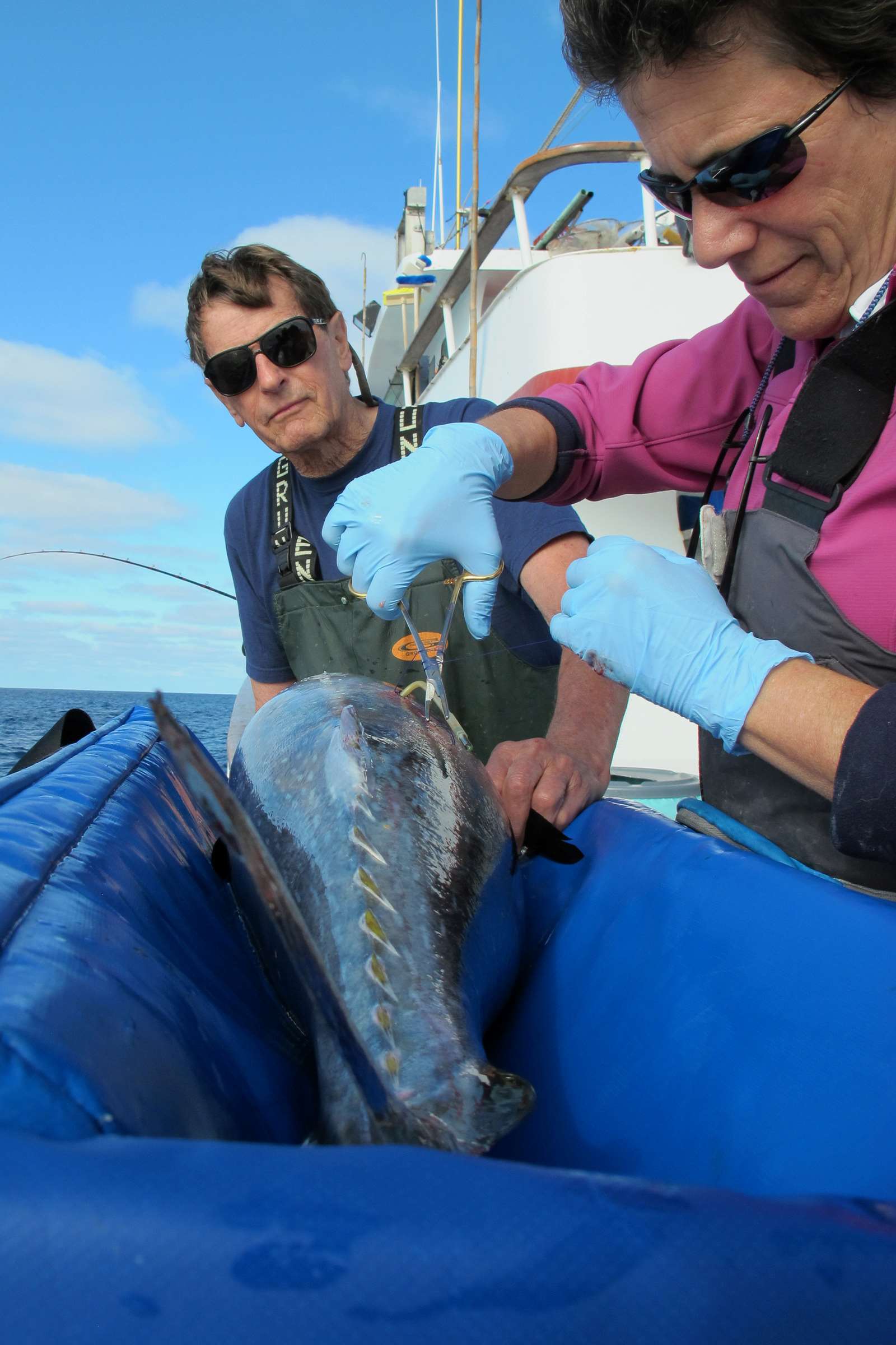 Pacific bluefin tuna are on a path to recovery | Stories | Seafood Watch