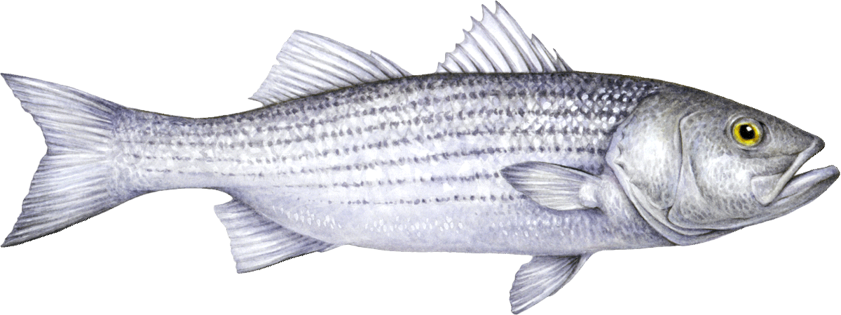 https://www.seafoodwatch.org/globalassets/sfw-data-blocks/species/bass/striped-bass.png