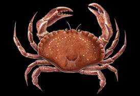 Atlantic rock crab Crab seafood recommendation