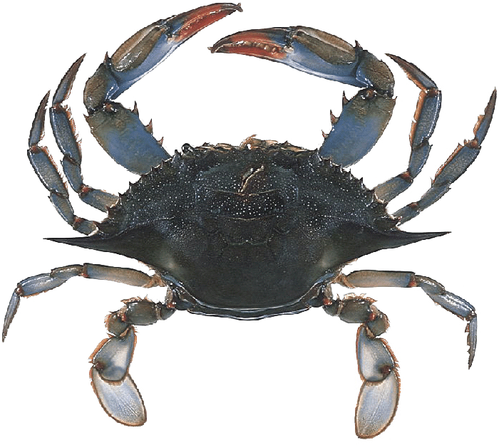 red crab lure, red crab lure Suppliers and Manufacturers at