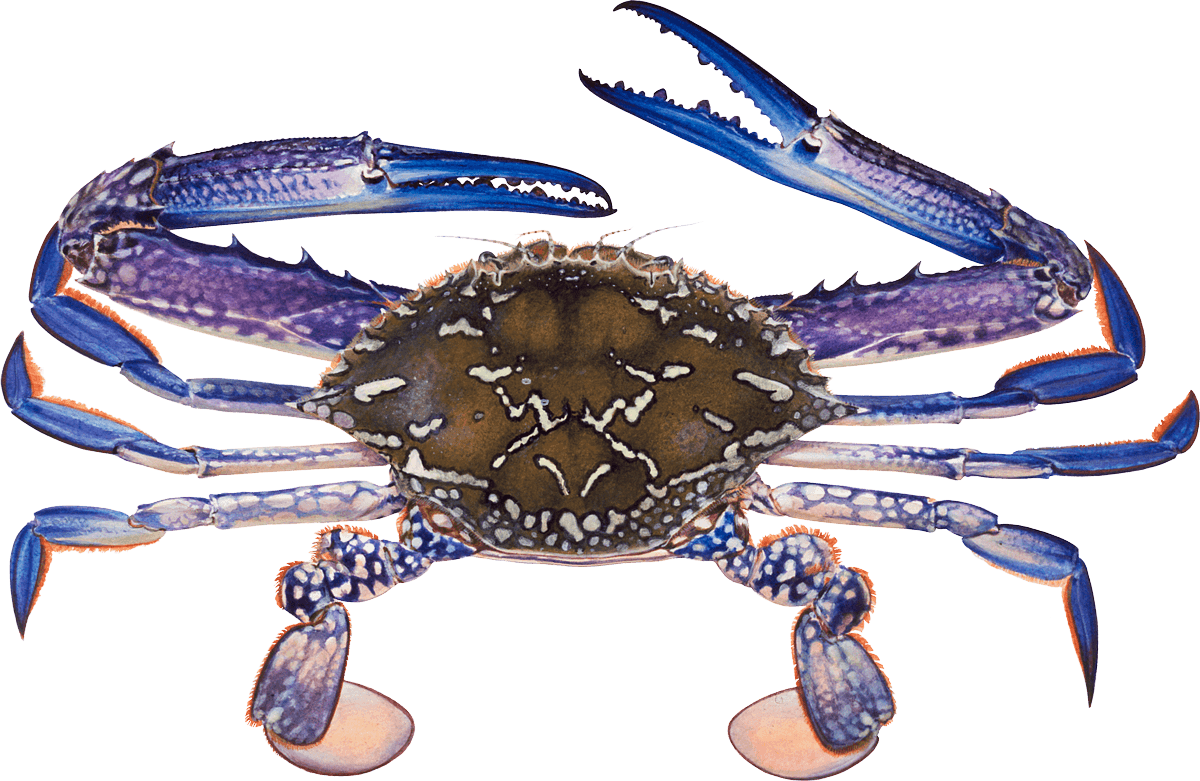 Blue swimming crab Crab seafood recommendation