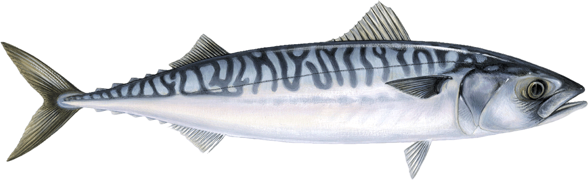 Atlantic Chub Mackerel