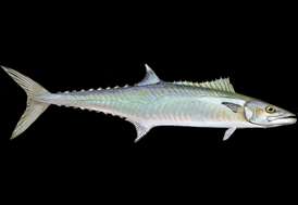 SCDNR - Marine - Species - King Mackerel
