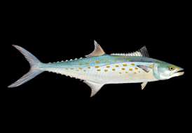 Atlantic Spanish mackerel Mackerel seafood recommendation
