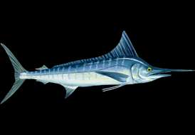 Striped Marlin  NOAA Fisheries