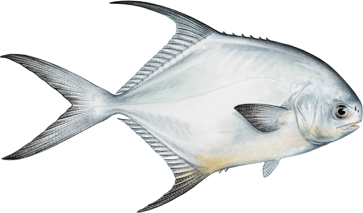 Snubnose pompano Pompano seafood recommendation | Seafood Watch