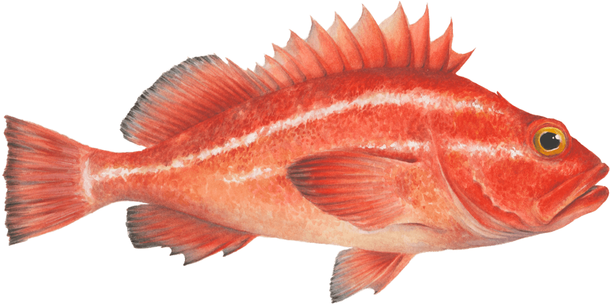 Rougheye rockfish Rockfish seafood recommendation