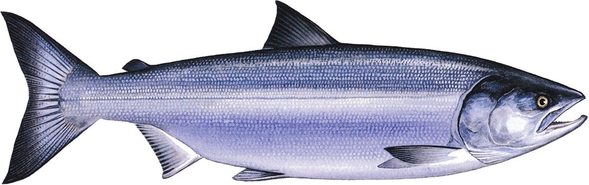 Chum Salmon Slice - ปลาแซลมอนธรรมชาติหมักเกลือ ขนาด 220 กรัม (มี 4 ชิ้น)  (FI-NOR-0107)
