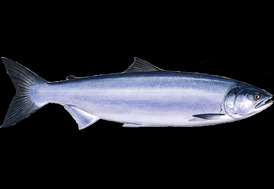 https://www.seafoodwatch.org/globalassets/sfw-data-blocks/species/salmon/sockeye-salmon.png?width=274&height=189&format=jpeg&quality=60