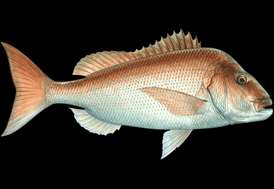 Squirefish Snapper seafood recommendation