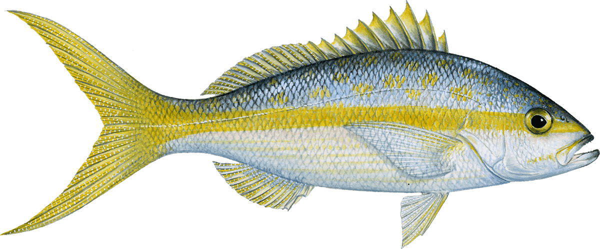 Yellowtail Snapper  Finn-Atic Fish Co.