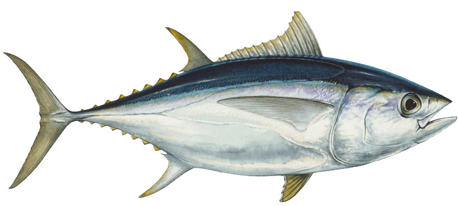 https://www.seafoodwatch.org/globalassets/sfw-data-blocks/species/tuna/bigeye-tuna.png
