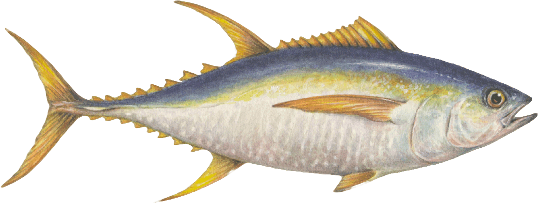 Yellowfin tuna Tuna seafood recommendation