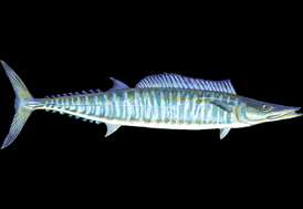 Wahoo Facts & Information Guide - American Oceans