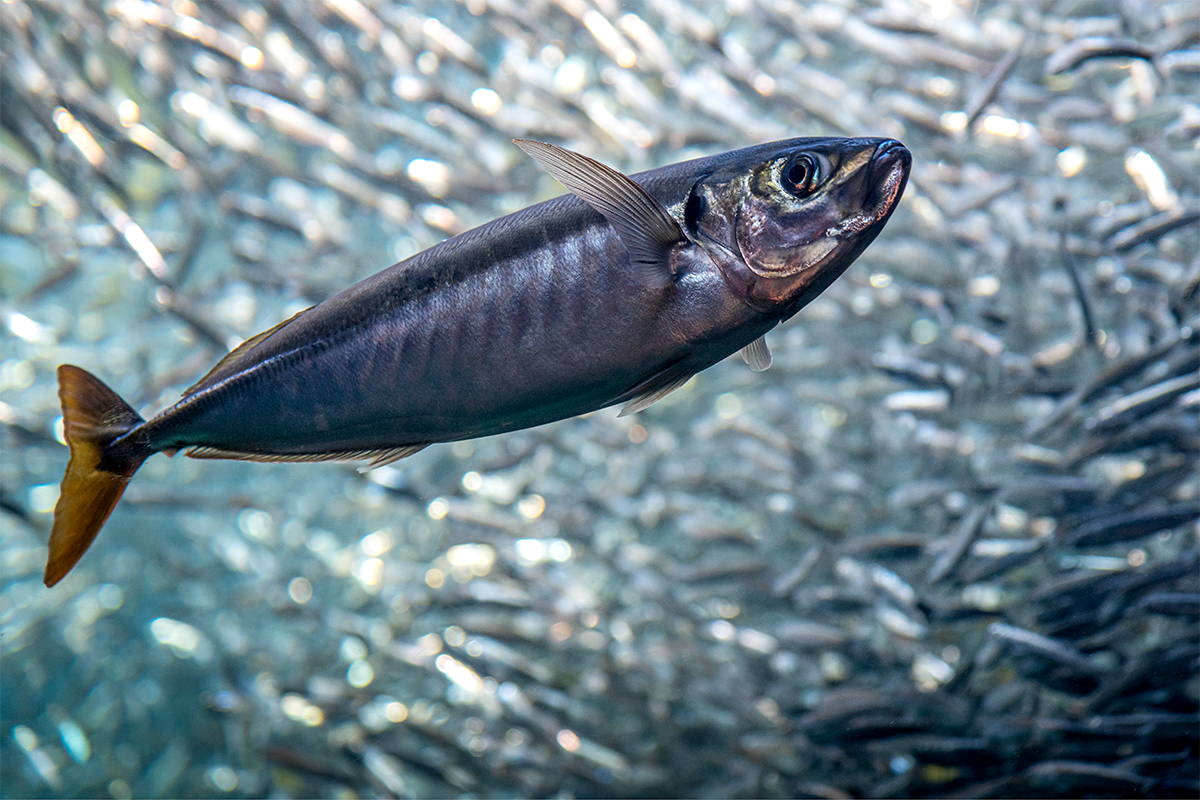 The small but mighty forage fish, Stories