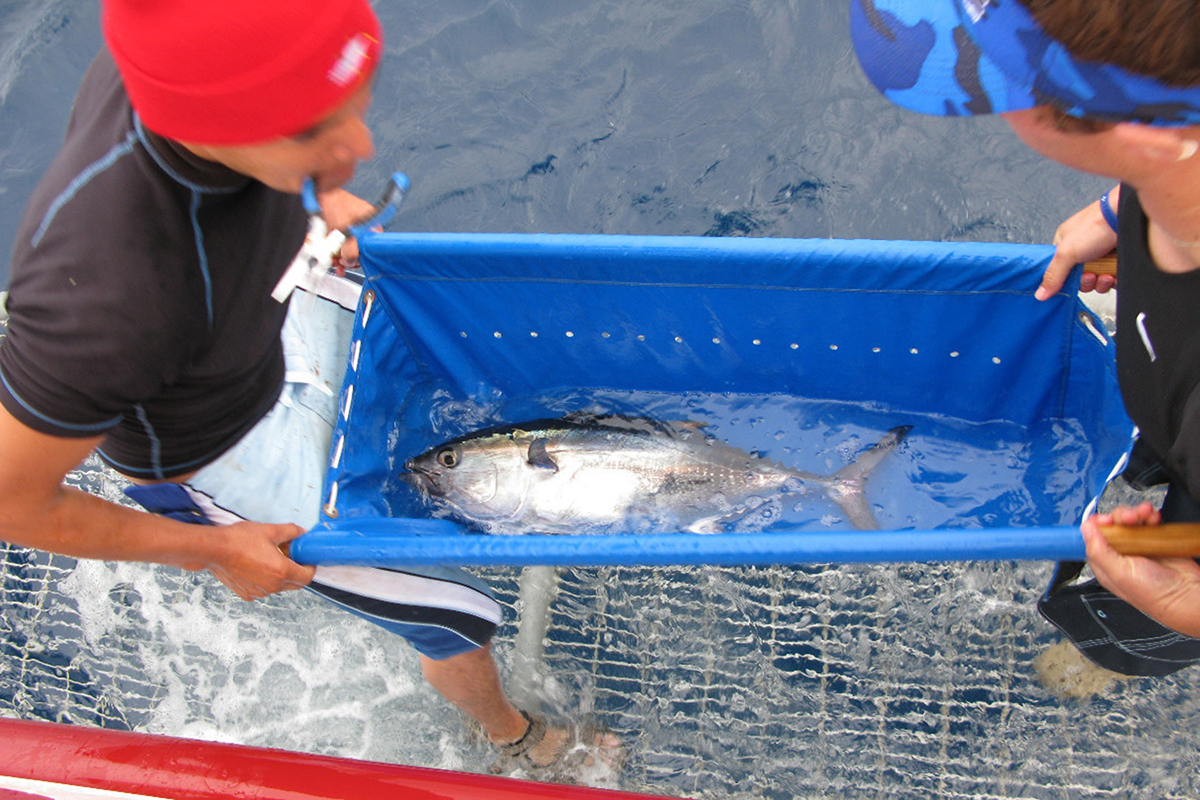 A reason to celebrate on World Tuna Day, Stories